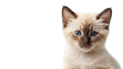 Obraz premium Cute fluffy Siamese breed kitten isolated on white background