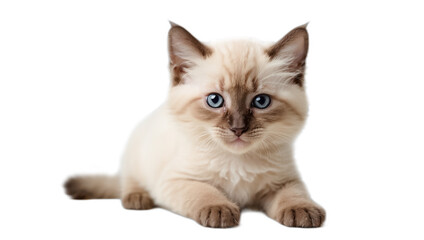 Cute fluffy Siamese breed kitten isolated on white background