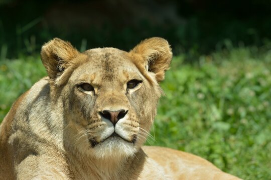 Close up photo of Panthera leo (Panthera leo leo) 
lioness in Zoo Dvur Kralove, Czech Republic. 