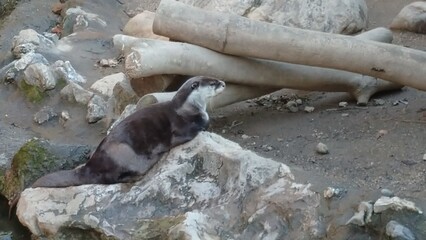 Otter on the rock