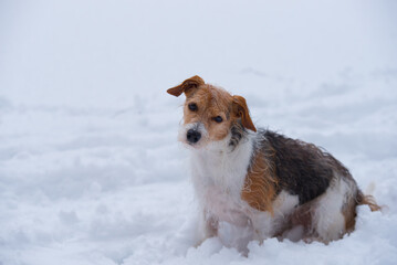 dog jack russell terrier in the snow near a pine tree in winter