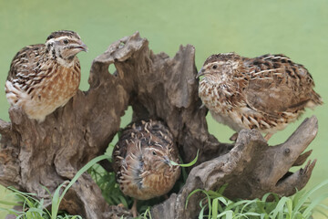 Three brown quail are resting on a rotten tree trunk. This grain-eating bird has the scientific...