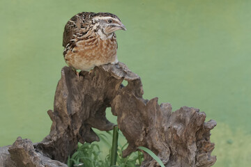 A brown quail is resting on a rotten tree trunk. This grain-eating bird has the scientific name...
