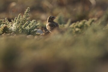 Brown bird standing on the ground.