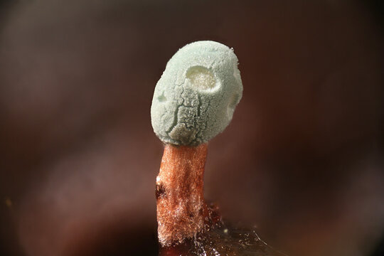 Microscope image of Penicillium vulpinum, an asexual fungus producing antibiotic penicillin