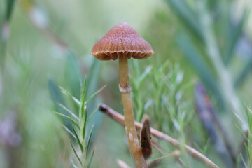 Bog Bell, Galerina paludosa, wild mushroom from Finland