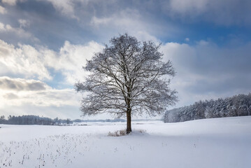 Lonely tree in a snowy field in winter, Czech Republic