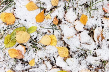 Yellow fallen birch leaves on the snowy ground
