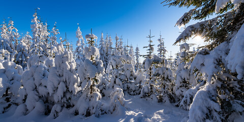 Winter forest panorama at “Kahler Asten“ near Winterberg Sauerland Germany. Snow covered...