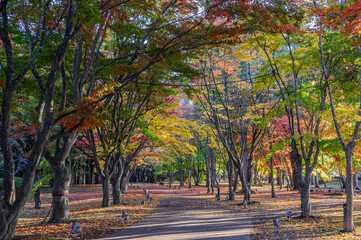 Fototapeta premium 見晴公園の香雪園は紅葉が見頃