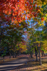 Naklejka premium 見晴公園の香雪園は紅葉が見頃