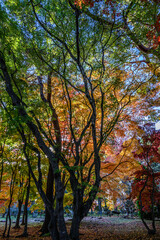 見晴公園の香雪園は紅葉が見頃