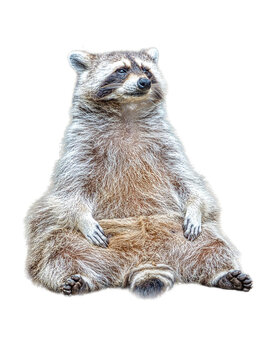 Sitzender Waschb&auml;r (isoliert)