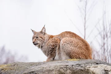 Crédence de cuisine en verre imprimé Lynx Eurasian lynx
