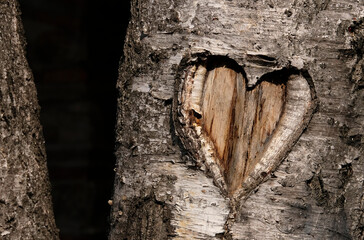 Heart shape carved into a birch tree