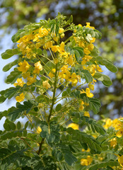 beautiful yellow Senna surattensis flowers in the garden
