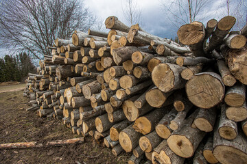 Sawn trees in the forest on the side of the road. Firewood for winter Soft selective focus.