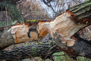 The trunk of a fallen tree was chewed by a beaver. Animal teeth marks on wood
