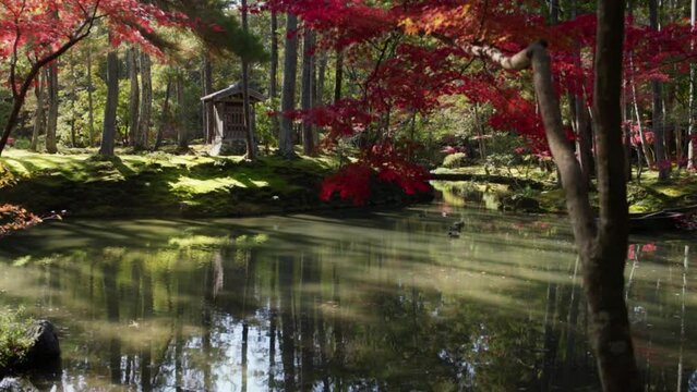 beautiful Kyoto Japanese traditional garden in autumn, famous Kyoto moss temple with a Japanese maple and zen pond, Kokedera temple oriental garden