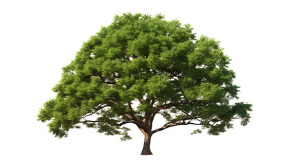 Big tree on transparent background PNG for decorating your projects.
