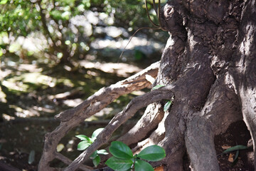 木漏れ日の中の大樹の根　木の根っこ　根　自然光　光　根を張る