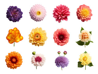 set of flowers on transparent background PNG for decorating your projects.