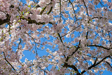Cherry blossom in spring and a blue sky
