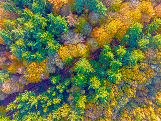 Aerial topshot from trees in fall in the Netherlands Europe