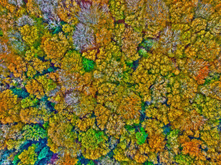 Aerial topshot from trees in fall in the Netherlands Europe