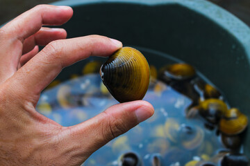 Hand holding freshwater golden clams, Corbicula fluminea, freshly harvested from an Indonesian lake...