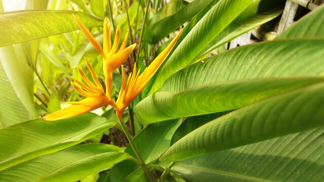 Heliconia psittacorum is a species of flowering houseplant native to the Caribbean and South America