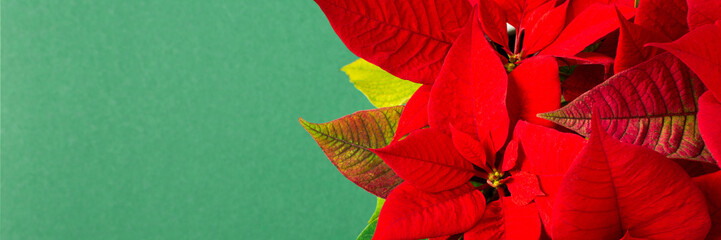 Beautiful Christmas Poinsettia flower closeup on a green background, Merry Christmas and Happy New Year banner