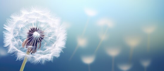 Macro shot of a mesmerizing dandelion