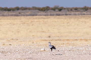 Close-up of a secretarybird -Sagittarius serpentarius- Walking on the plains of Etosha National...