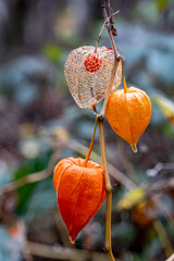 Physalis alkekengi - orange lanterns of physalis alkekengi among green leaves. physalis alkekengi...