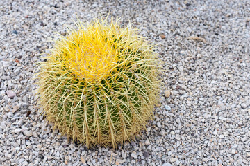 Kroenleinia is a monotypic genus of succulent plants in the Cactaceae family. Kroenleinia grusonii on rocky ground, place for tekt