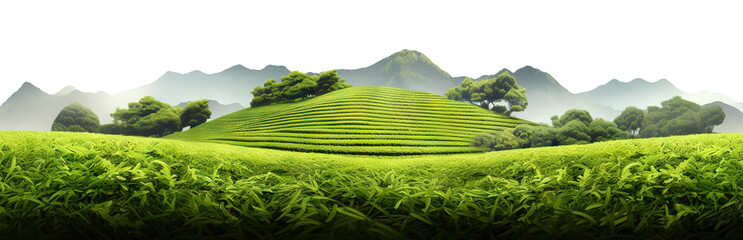 Green tea plantation, cut out - obrazy, fototapety, plakaty