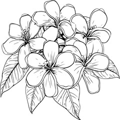 PLUMERIA flower coloring page