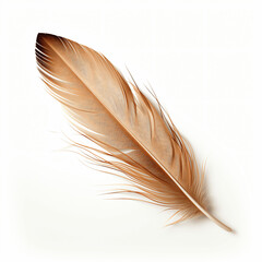 Intricate Feather, Evidence of Migration, Isolated on White