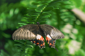 Beautiful female Papilio polytes (Common mormon) resting on leaf. Konya tropical butterfly garden. Turkey
