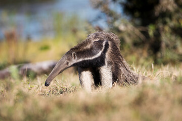 Giant anteater in tropical Pantanal