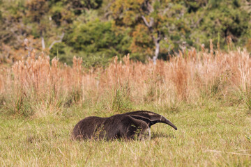 Giant anteater in tropical Pantanal