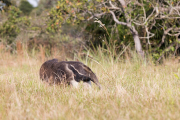 Giant anteater in tropical Pantanal