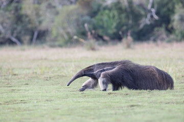 Giant anteater in tropical Pantanal