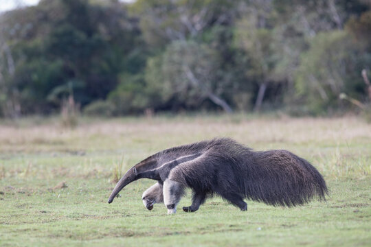 Giant anteater in tropical Pantanal