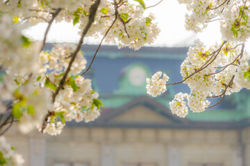 門司港駅前の桜20210314