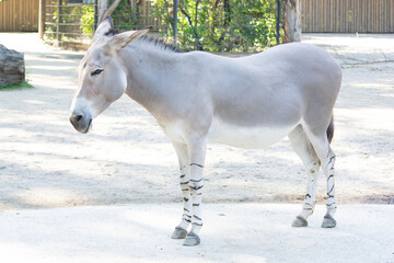 African somali wild ass with zebra stripes on the legs. Endangered animal, high risk of extinction...