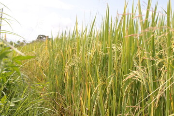 Bright green rice and fields