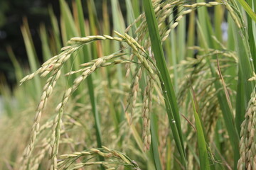 Bright green rice and fields