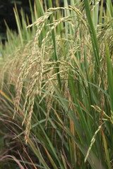 Bright green rice and fields